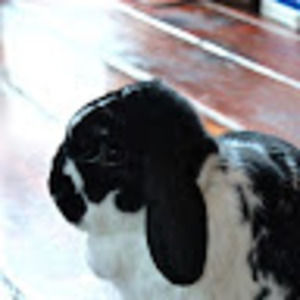 Meet your Posher, Phoebe